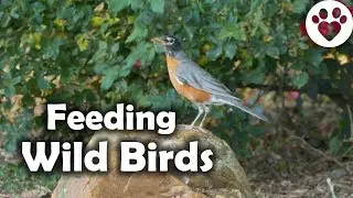 What are the benefits of Feeding Wild Birds?