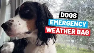 Preparing A Dog Emergency Kit For Severe Weather