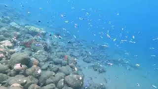 30-07-2024 Nudibranche, Yellowtail Damselfishes, Flutemouthfish at Dropoff-Tulamben