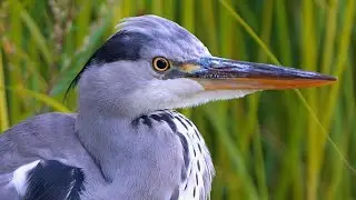 One Year Old Grey Heron Close-up Video Portrait [4K]