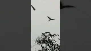 Fly high #travel Openbill bird   &copy;Song