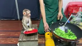 The adorable baby monkey Rojo is waiting for his mother to cook for him eat