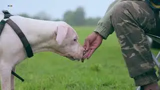 WILDLIFE CAMPING | With DOGO ARGENTINO | PETCARE | Adventure Cozy Camping | ASMR | #AAOTRAVEL