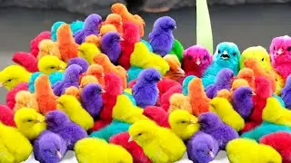 World Cute Chickens, Colorful Chickens, Rainbows Chickens, Cute Ducks