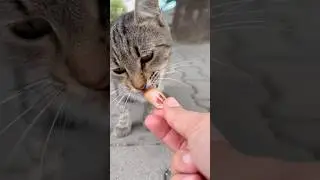 I feed a stray cat🥺#cat #street #food #live #love #cute #sad #butiful