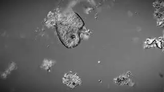 Gold Coins • By This River (Brian Eno Cover)