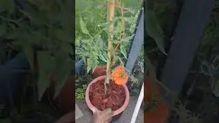 tomates &agrave; l'urine + fumier