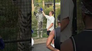 Когда @w2s кормит тигра! 🐅😍 #шорты #сайдмены
