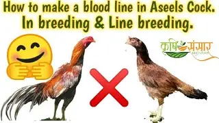 Inbreeding and line breeding | How to Make a blood line in aseels | Family Tree .