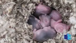 Hamster babies growing from 0 to 15 days 🐹