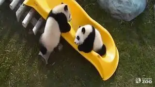 Toronto Zoo Giant Panda Cubs Play On Slide