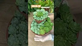 How to Make a Succulent Arrangement from Old Plastic Pot? #shorts #plants #succulents