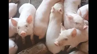 🐖Vkgpigfarm nuzivedu🐷 #pigfeed #piglets #piglover #howtostartpigfarm