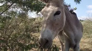 Donkey enjoy in desert life || donkey full enjoy 😅 |