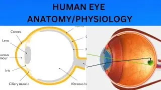 Human Eye |Structure and Functions of eyes |image formation|Rods .Cones|Anatomy|Physiology