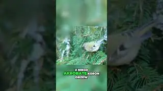 You'll recognize these signs in 20 seconds! #shorts #birds #birds #ornithology #interestingfacts