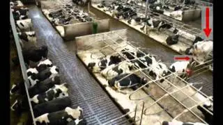 Behaviour of a lame cow