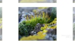 Micarea lignaria - fungi kingdom