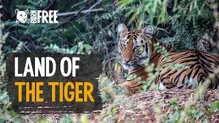 Land of the Tiger