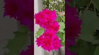 #beautifull flowers 🌺#pink flowers bail #Nature is beautiful 🌺