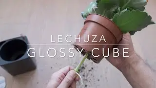 Lechuza self-watering Planter Glossy Cube