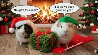 Handmade Treats & Happy Wheeks: Our Broke Christmas! 🐽🎄