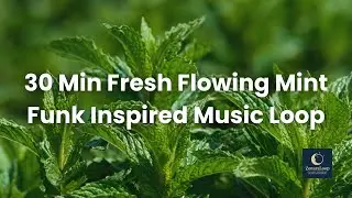 30 Min Fresh Flowing Mint &ndash; Smooth Funk & Chill-Inspired Music Loop for Concentrated Relaxation