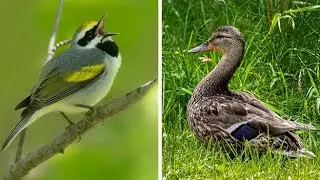 Environmental Excellence Through Conservation