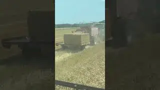 Baling wheat straw