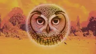 Pelėdų Paslaptys/Secrets of the Owls - Ride the Light