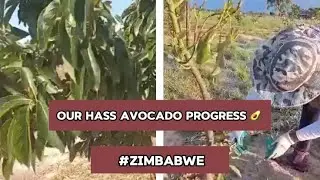 Our Hass Avocado Progress 🥑 || Zimbabwean Projects