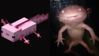 Minecraft Passive Mobs As Cursed Images (EXTRA CURSED)