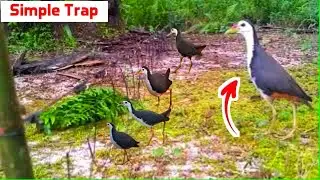 How to Catch Birds with a Net &ndash; 100% Working Method#BirdTrapZone