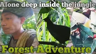 Alone in deep forest Northeast part of India//Forest Adventure part-12