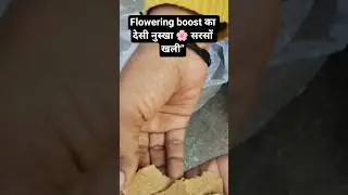 Sarso Ki Khali Se Liquid Fertilizer&rdquo;#ytshorts #youtubeshorts #garden #plants #flowers