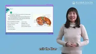 4 4Liver
