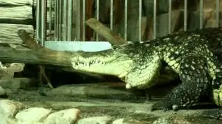 Crocodile in Bergen Aquarium