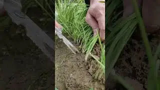 Creative Vegetable Decoration | Beautiful Food Presentation Ideas