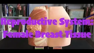 Female Reproductive System: Breast Tissue