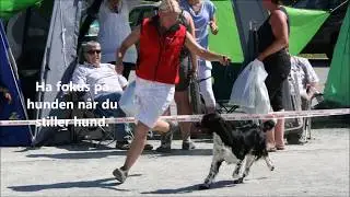 Spaniel utstilling