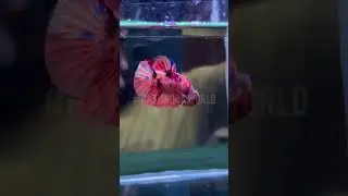 galaxy koi betta #bettahobby #fishkeepinghobby #fightingfish #koibetta #koigalaxy #betta