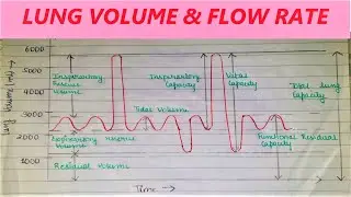 LUNG VOLUME & FLOW RATES INCLUDING FREE ONLINE TEST | SPIROMETRY