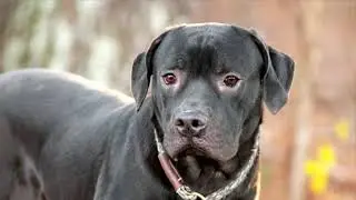Mastiff 