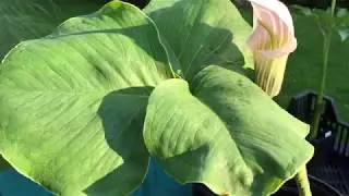 Arisaema Candidissimum / mit Tochterknollen / Knolle und Wurzeln sind zu sehen