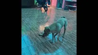 cocker vs shar pei 😋