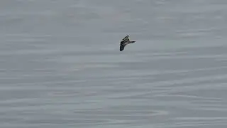 Least Storm-petrel: Flying off of San Diego - 2022.09.12