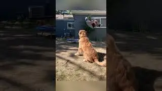 Dogs imitate their owners 🤣🤣🤣
