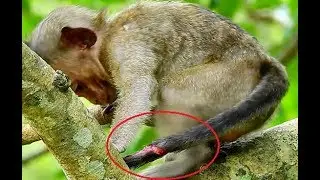 Sad! No_one pity on pitiful baby Lori she got hurts her tail alone, Pity baby's tail so much