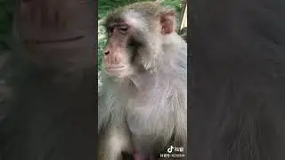 Baby Monkey lyly , Adorable Petty Monkeys, Funny monkey KaKo, Monkey BiBi, Primative monkey #90