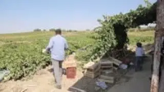 Virus hits grape sales at in local and international markets